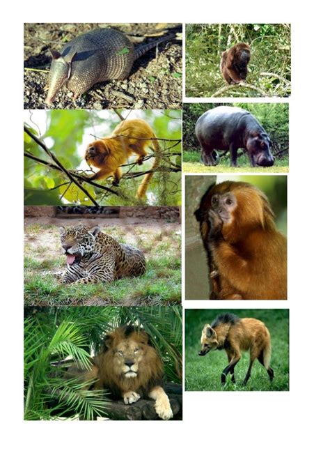 animais domésticos e selvagens